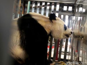 Pengunjung Taman Safari Bogor Naik 20% di Libur Lebaran Pengunjung Taman Safari Bogor Naik 20% di Libur Lebaran
