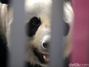 Melihat Pesawat Khusus yang Membawa Panda dari China