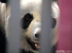 Melihat Pesawat Khusus yang Membawa Panda dari China