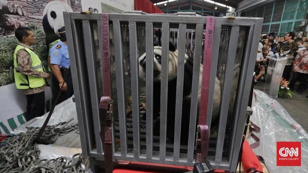 Cai Tao dan Hu Chun, Panda Raksasa China Tiba di Indonesia