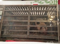 Menteri Siti dan Raline Shah Sambut 2 Giant Panda dari China