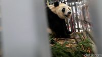 Foto: Ni Hao! 2 Panda Lucu China Mendarat di Jakarta