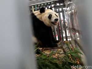 Foto: Ni Hao! 2 Panda Lucu China Mendarat di Jakarta