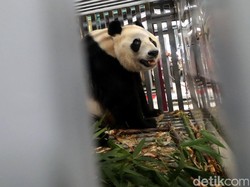 Melihat Persiapan Panda  Sebelum Dikirim ke Indonesia