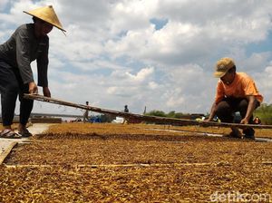 RUU Tembakau Berpotensi Tumpang Tindih dengan Aturan Lain