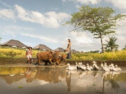 Merasakan Kehidupan Pedesaan Ubud