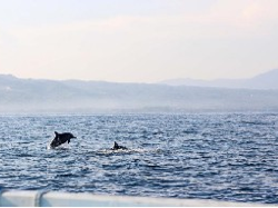 Yahcter Sail Indonesia Meriahkan Lovina Festival 2017