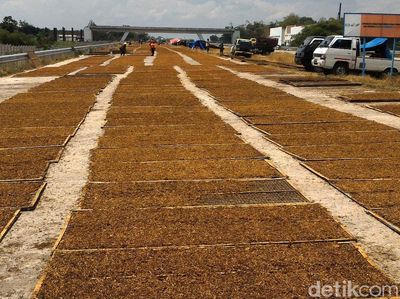 Petani Tembakau Mengejar Matahari