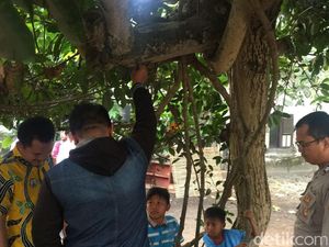 Seorang Kakek di Jember Gantung Diri di Pohon Waru