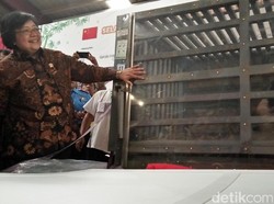 Menteri Siti Ingin 2 Giant Panda dari China Menikah dan Beranak