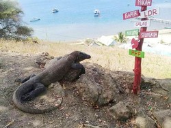 Gubernur NTT Ingin Tutup Pulau Komodo, Pengusaha Travel: Ngawur!