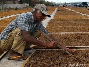 Isu Pemblokiran Iklan Rokok Berdampak ke Petani Tembakau