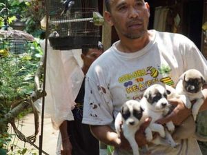 Relawan Jemput Anjing yang Ditinggalkan di Zona Merah Gunung Agung