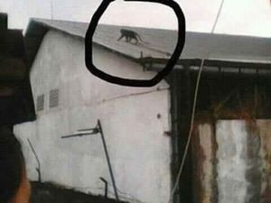 Isu Monyet Jadi-jadian Gegerkan Warga Majalaya Bandung