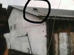 Isu Monyet Jadi-jadian Gegerkan Warga Majalaya Bandung