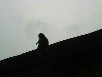 Potret Monyet di Bandung yang Diisukan Jadi-jadian