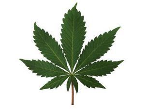 Miliki 1,3 Kg Ganja, Seorang Musisi di Bali Ditangkap Polisi