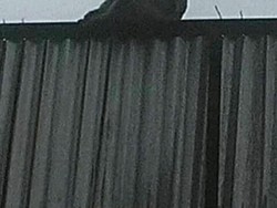 Heboh Monyet Jadi-jadian, Bupati Bandung: Jangan Percaya