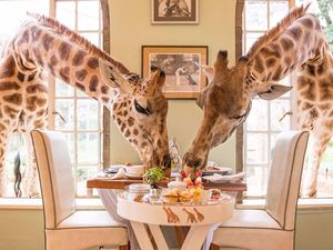 Makan Bersama Jerapah, Mau?