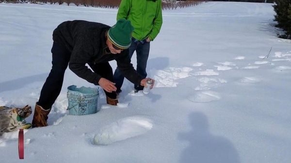 Penampakan Jejak Misterius Bigfoot yang Bikin Heboh Dunia