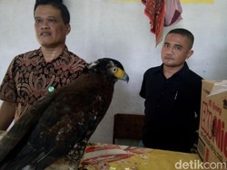 Keterlaluan! Elang Langka Dijual Lewat Facebook di Serang
