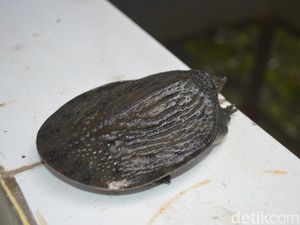 Ini Kura-kura Belawa yang Langka di Cirebon