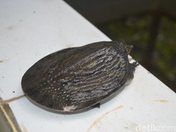 Ini Kura-kura Belawa yang Langka di Cirebon