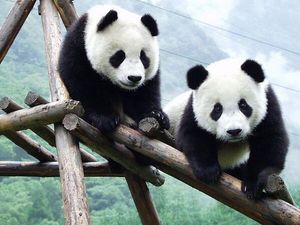 Panda, Diplomat China yang Paling Menggemaskan