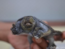 Kisah Mistis Kura-kura Belawa Cirebon