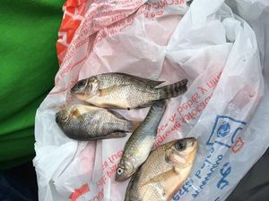 Aneh tapi Nyata, Hujan Ikan Turun di Meksiko