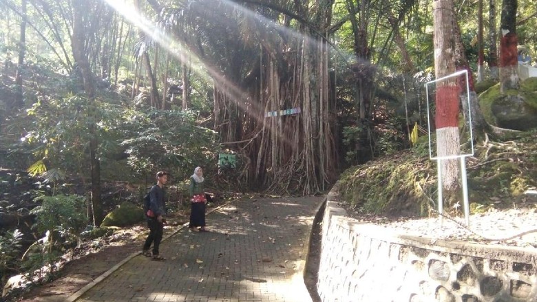 Foto: Objek wisata Akar Seribu di Desa Plajan (Wikha Setiawan/detikTravel)