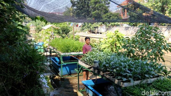 Manfaatkan Bantaran Kali Ciliwung dengan Bercocok Tanam
