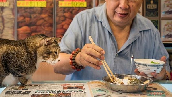 Fotografer Ini Abadikan Kucing yang Berkeliaran di Sekitar Pasar di Hong Kong