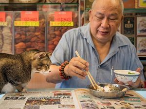 Fotografer Ini Abadikan Kucing yang Berkeliaran di Sekitar Pasar di Hong Kong