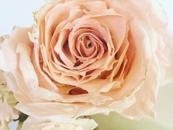 Mengenal Morfologi Bunga, Salah Satu Organ Penting dalam Tumbuhan