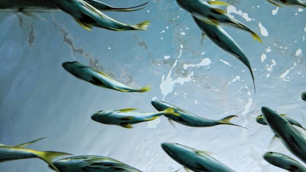 Jepretan Ciamik Kamera Google Pixel