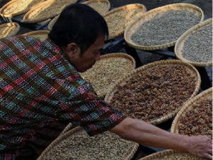 International Coffee Day, Ribuan Orang Ngopi Bareng di Lampung
