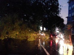 Hujan Lebat, Pohon Tumbang di Beberapa Wilayah Jakarta