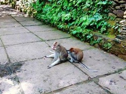 Ketemu Monyet-monyet Lucu di Ubud
