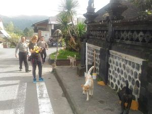 Relawan dan Polisi Beri Makan Hewan yang Ditinggal di Gunung Agung