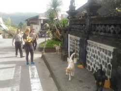 Relawan dan Polisi Beri Makan Hewan yang Ditinggal di Gunung Agung