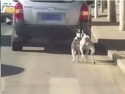 Tega, Pria Ini Seret Anjing Pakai Mobil