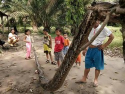 Bagai Film Anaconda, Pria Gelut Lawan Ular Piton di Riau