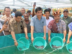 KKP Kembangkan Budidaya Lele Hingga ke Perbatasan RI