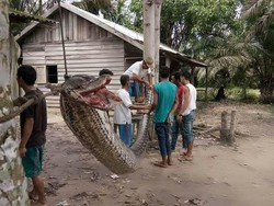 Pria Korban Ular Piton 7 Meter di Riau Memang Pencari Ular