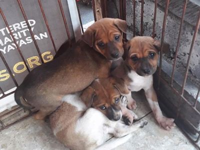 Foto: Peliharaan yang Tertinggal Pengungsi Gunung Agung