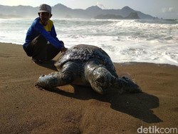 Induk Penyu Lekang Ditemukan Mati Terjerat Pancing Renteng