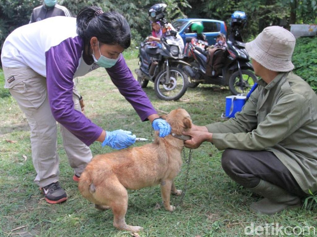 Ribuan Anjing dan Kucing di Kabupaten Bandung Disuntik Rabies