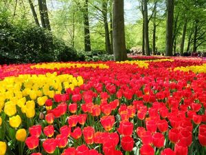 Bagai Negeri Dongeng, Taman Ini Penuh Tulip Warna-warni
