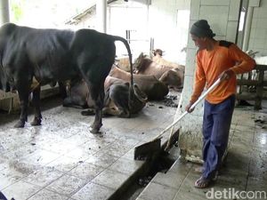 Biogas dari Kotoran Sapi, Solusi Kelangkaan Gas Elpiji di Purworejo Biogas dari Kotoran Sapi, Solusi Kelangkaan Gas Elpiji di Purworejo